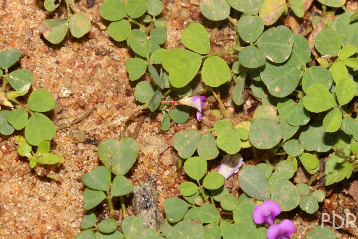 Grona triflora (L.) H.Ohashi & K.Ohashi